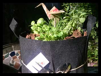 Gifted to the Pasadena Ca. Hill Branch Library - A Zesty Green Selection of Kale, Cilantro, Parsely, Sage and Basil!